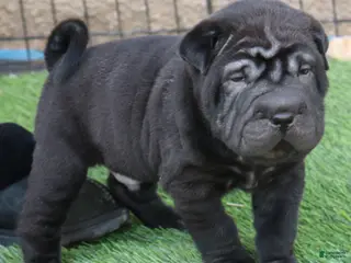 Shar Pei dogs for sale: Princess - Ad 1