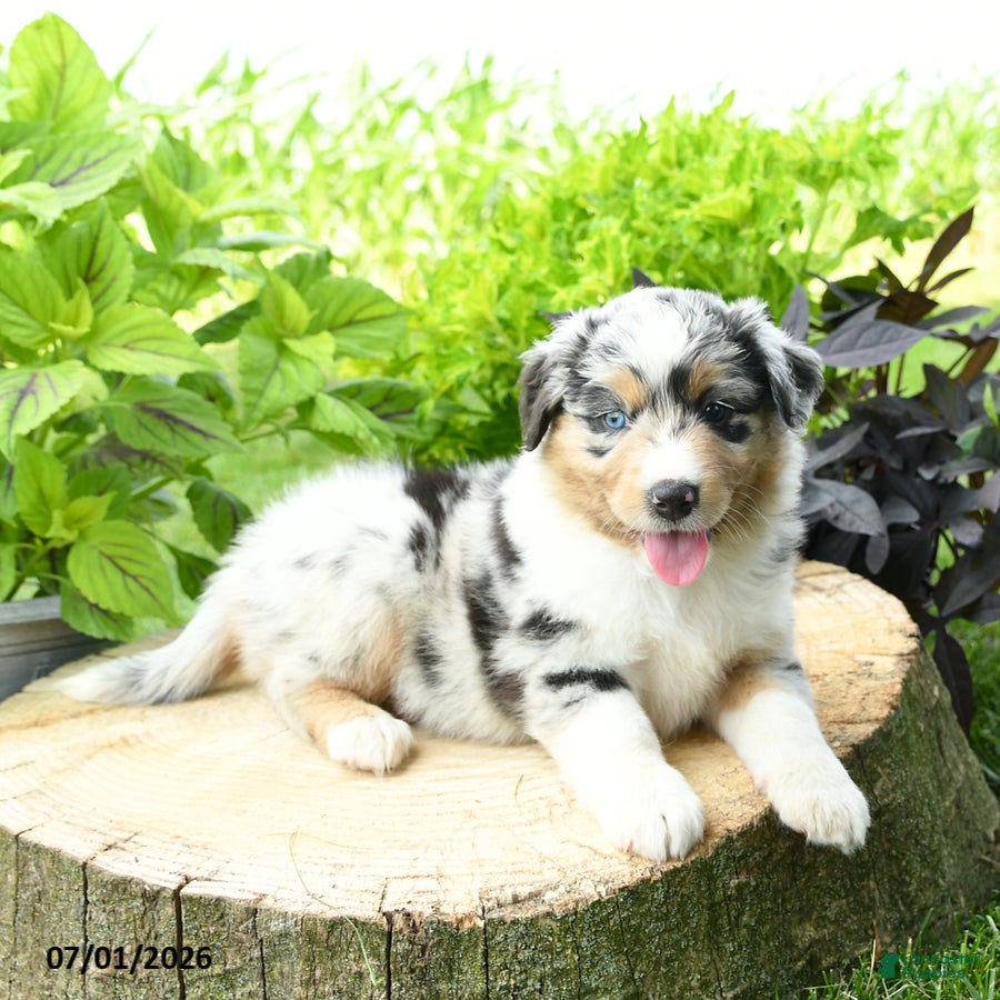 Australian Shepherd dogs Sierra - Ad 2