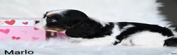 Cavalier King Charles Spaniel dogs for sale: Marlo - Ad 3