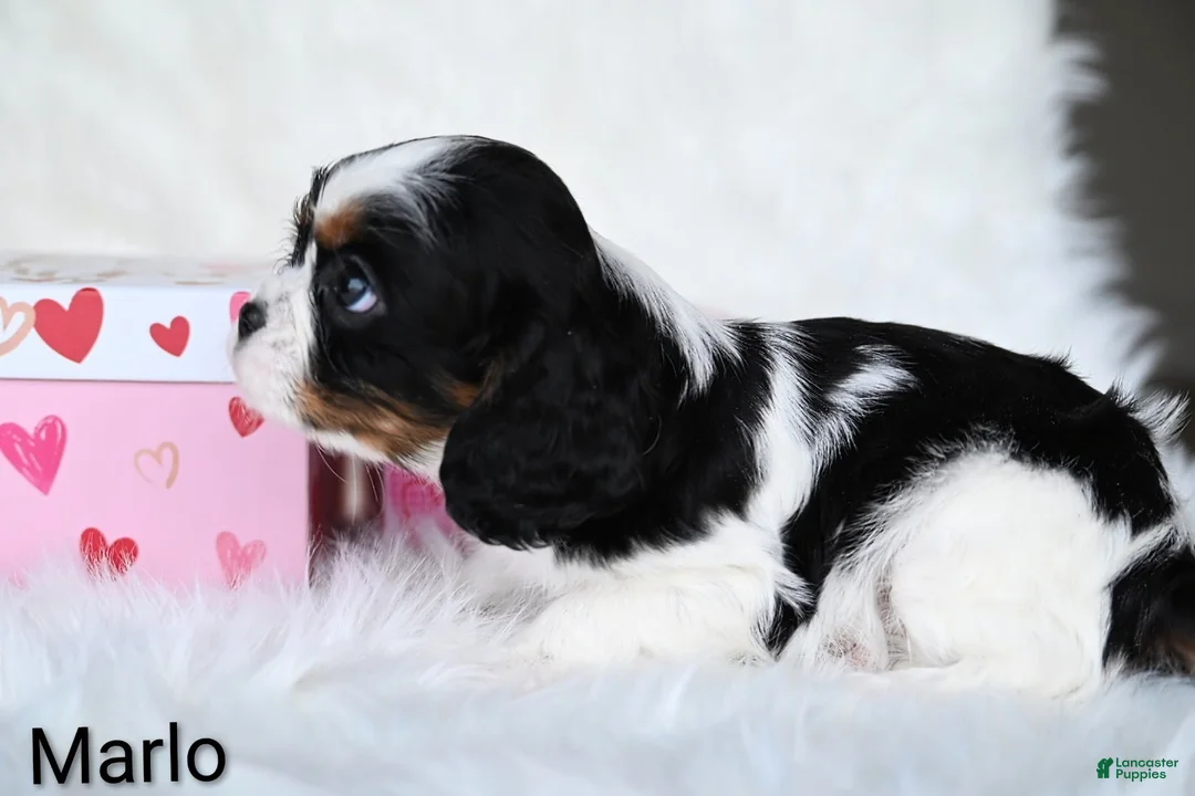 Cavalier King Charles Spaniel dogs for sale: Marlo - Ad 3