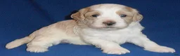 Shihpoo dogs for sale: Benji - Ad 8