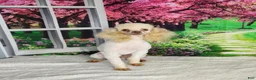 Miniature Poodle dogs for sale: AKC Crew - Ad 5