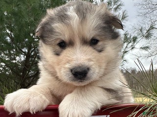 Alaskan Malamute dogs Timber - Ad 22