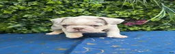 French Bulldog dogs for sale: Merle Girl - Ad 1