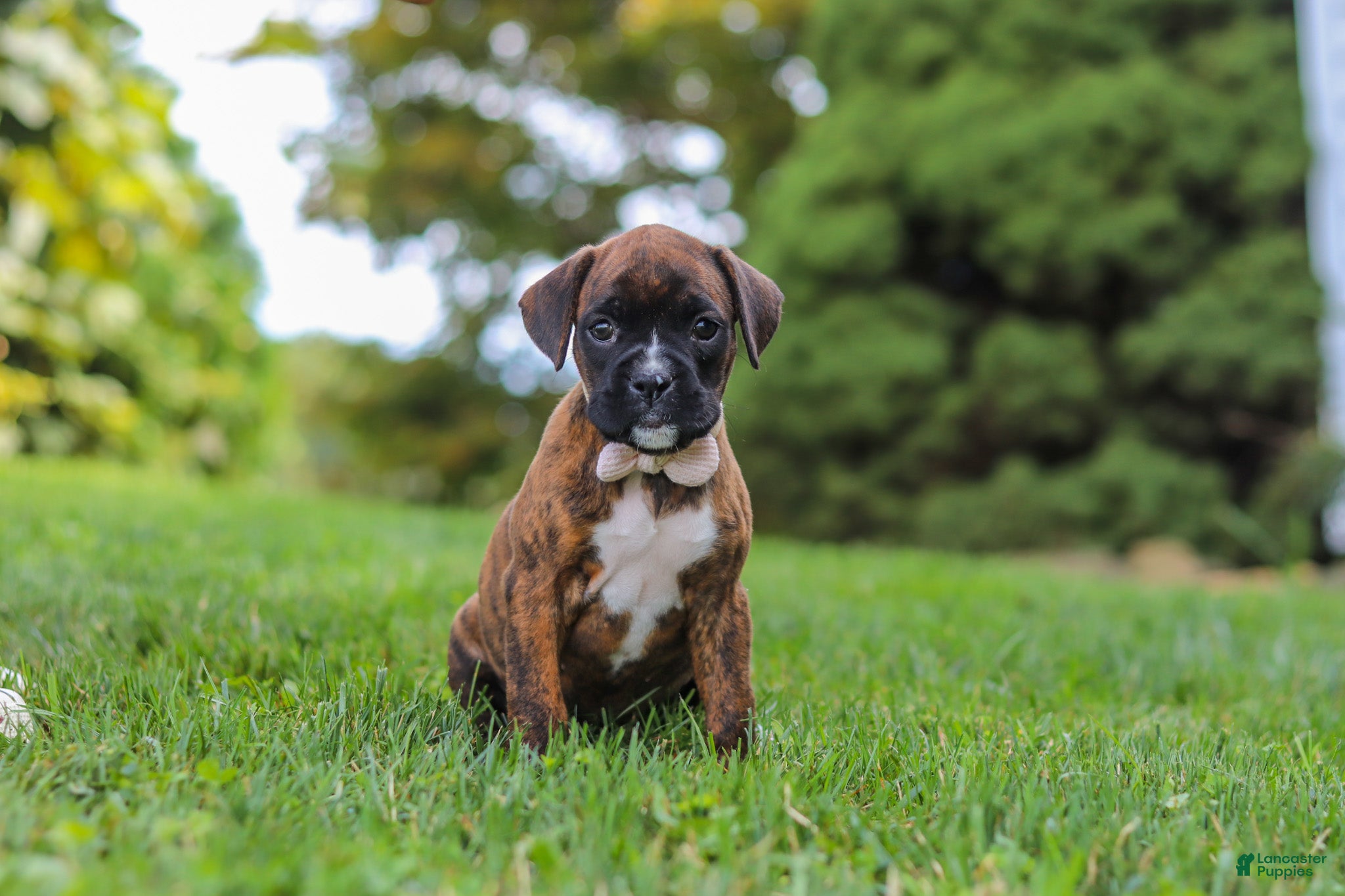 Boxer dogs Ruby - Ad 1