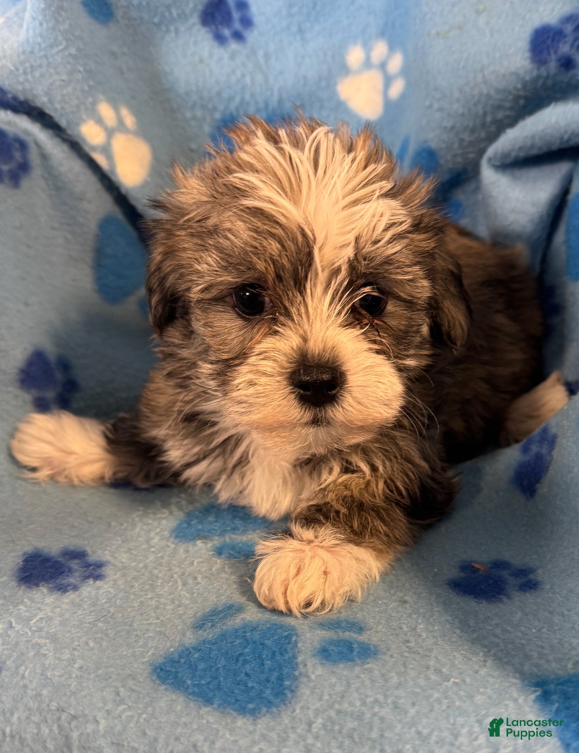 Teddy Bear dogs Teddy Bear Puppy 1 - Ad 31