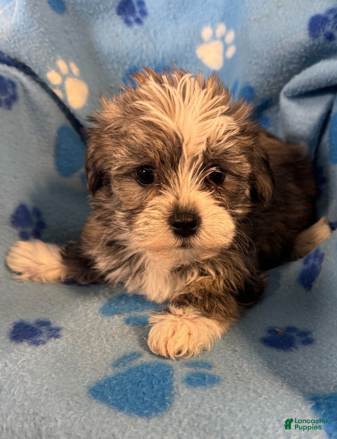 Teddy Bear dogs for sale: Teddy Bear Puppy 1 - Ad 1