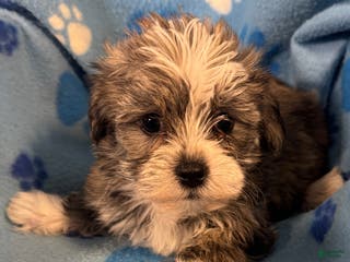 Teddy Bear dogs for sale: Teddy Bear Puppy 1 - Ad 3