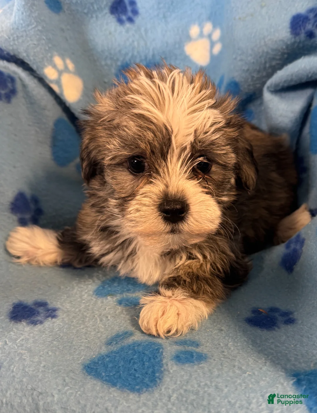 Teddy Bear dogs for sale: Teddy Bear Puppy 1 - Ad 1