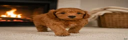 Cavapoo dogs for sale: Jessie - Ad 8