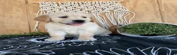 Golden Retriever dogs for sale: Grady - Ad 22