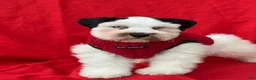 Schnauzer dogs for sale: Bandit - Ad 3