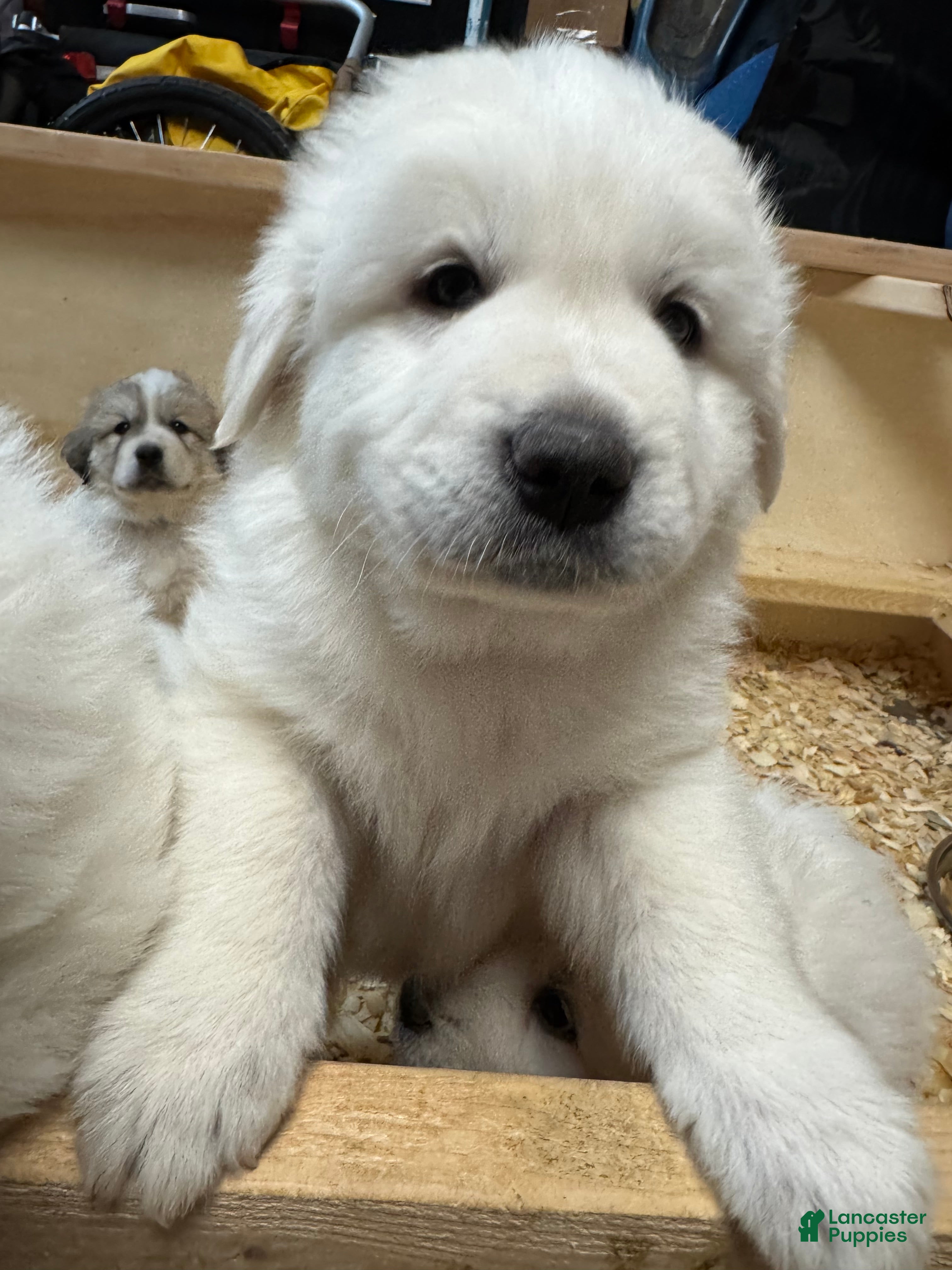 Great Pyrenees dogs Great Pyrenees Male Puppy - Orange  - Ad 25