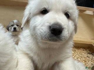 Great Pyrenees dogs Great Pyrenees Male Puppy - Orange - Ad 39