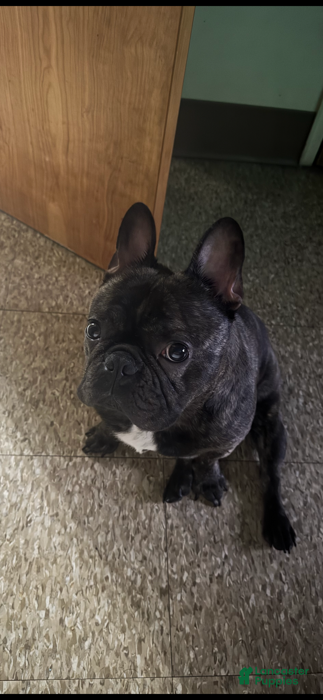 French Bulldog dogs French Bulldog Puppy 1 - Ad 11