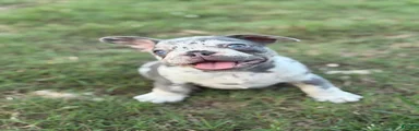 French Bulldog Puppy 1