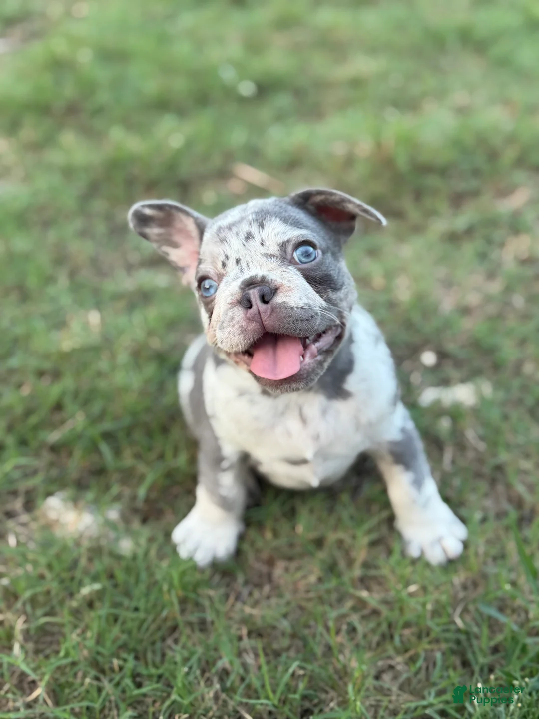 French Bulldog dogs for sale: French Bulldog Puppy 1 - Ad 1