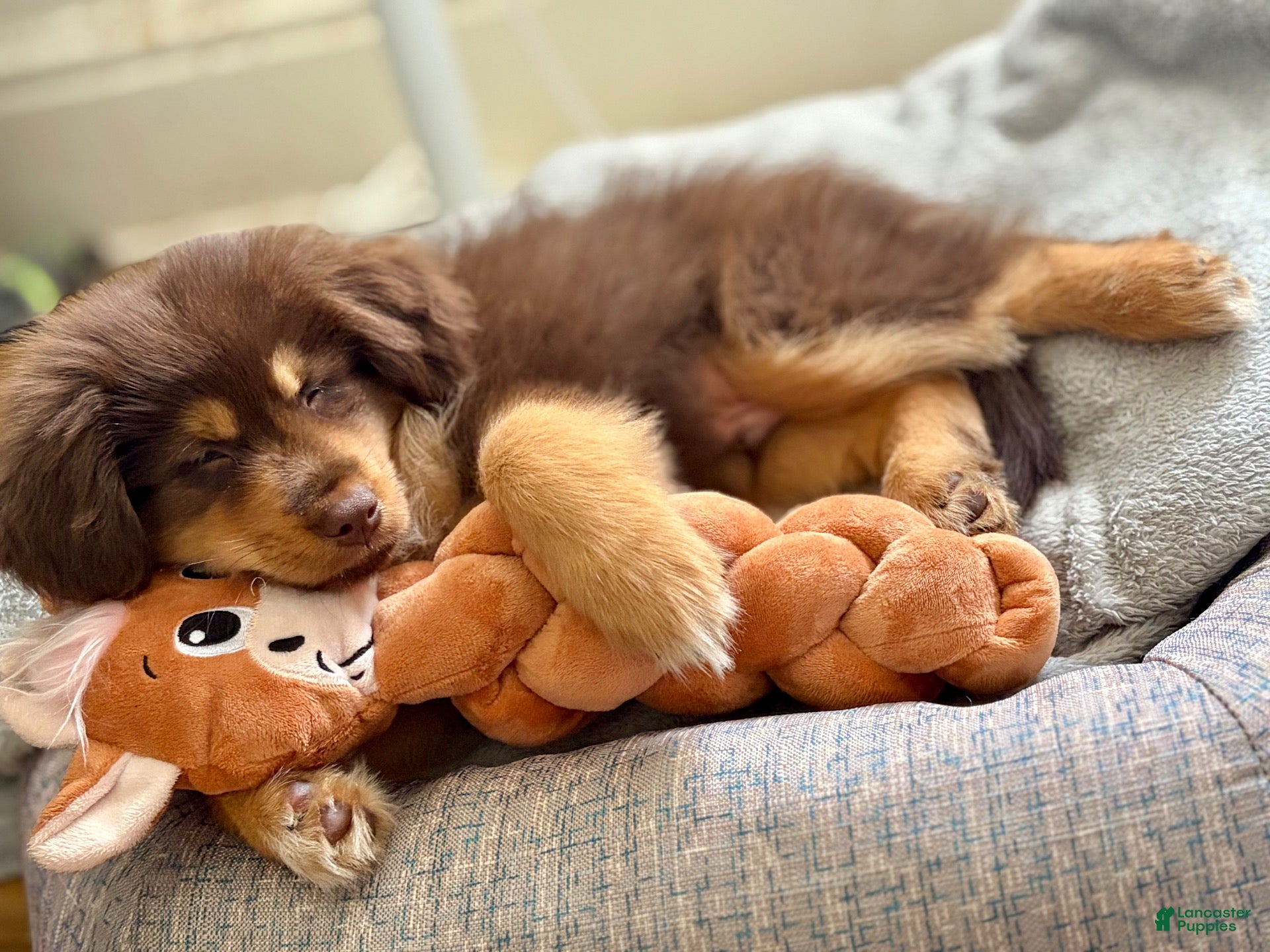 Mixed Breed dogs for sale: Bear - Ad 5