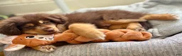 Mixed Breed dogs for sale: Bear - Ad 1