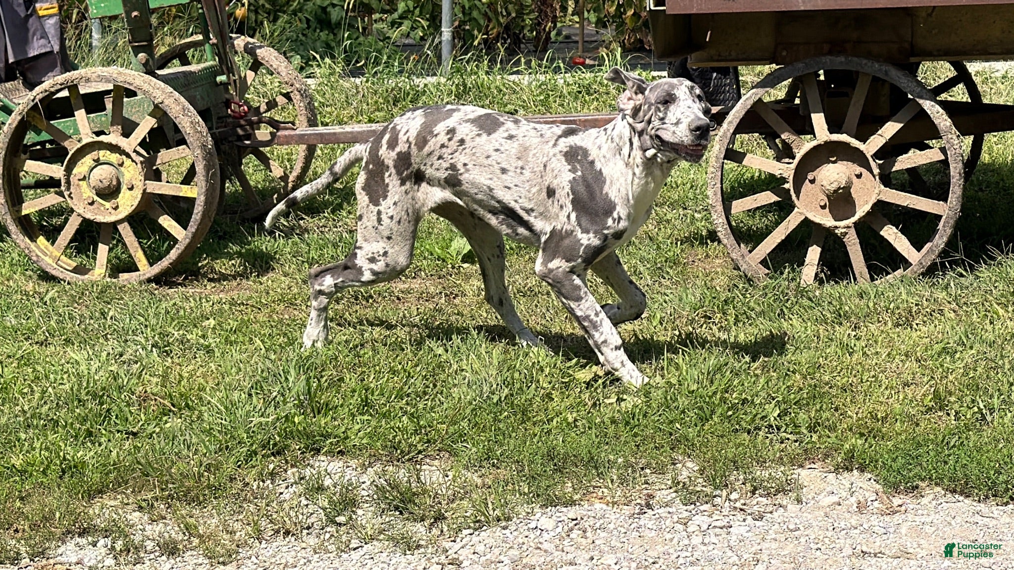 Great Dane dogs Echo - Ad 2