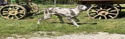 Great Dane dogs for sale: Echo - Ad 2
