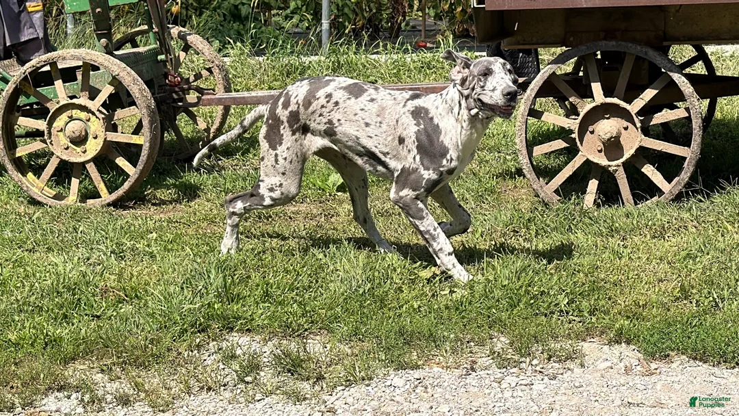 Great Dane dogs for sale: Echo - Ad 2