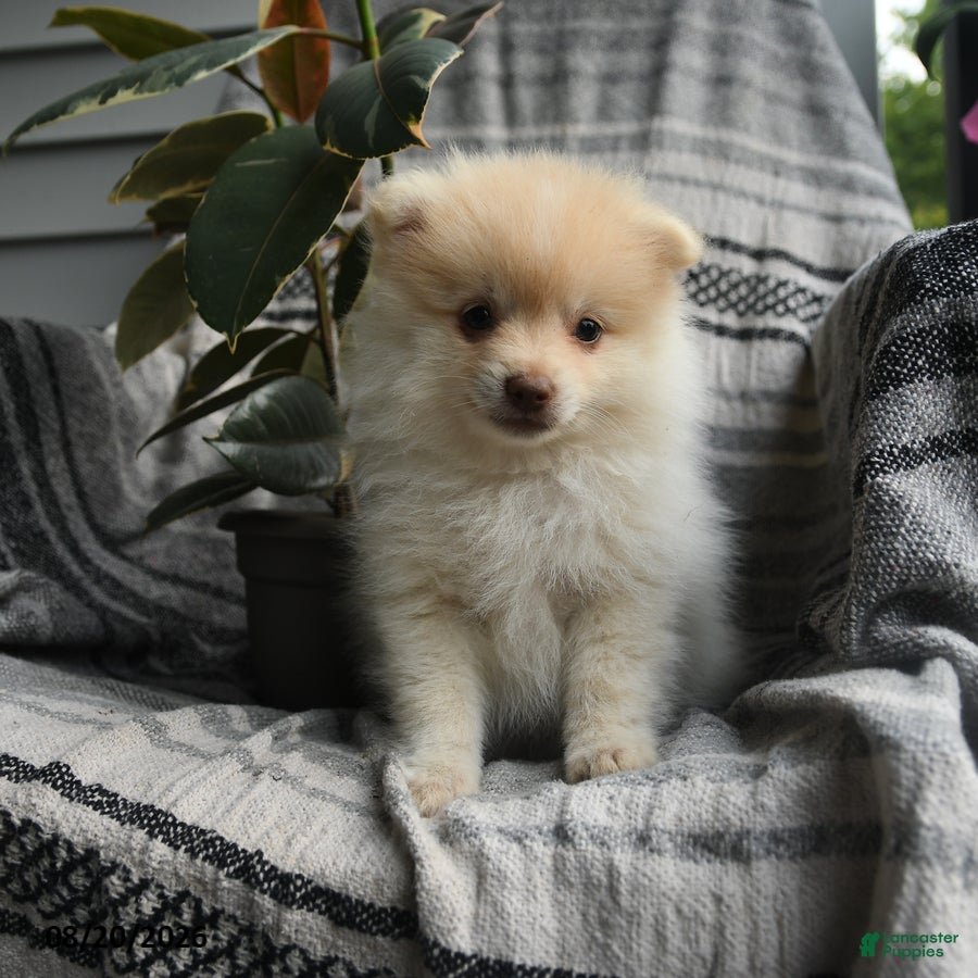 Pomeranian dogs Bernard - Ad 1