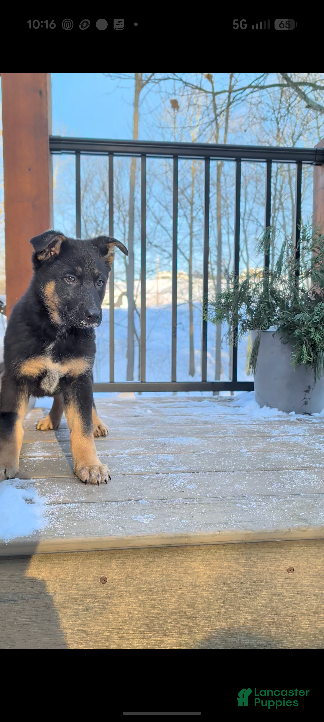 German Shepherd dogs Bea  - Ad 23