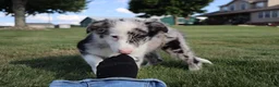 Border Collie dogs for sale: Chance - Ad 10