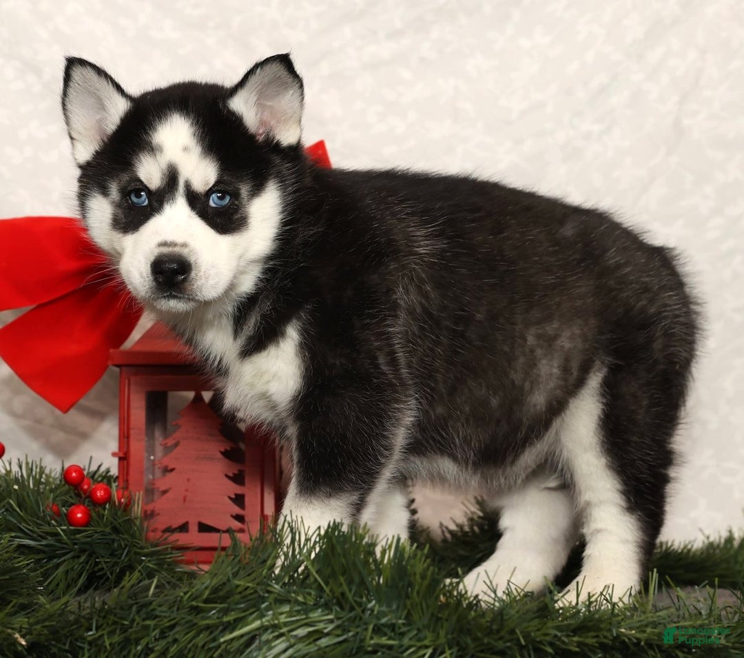 Siberian Husky dogs for sale: Dancer - Ad 5