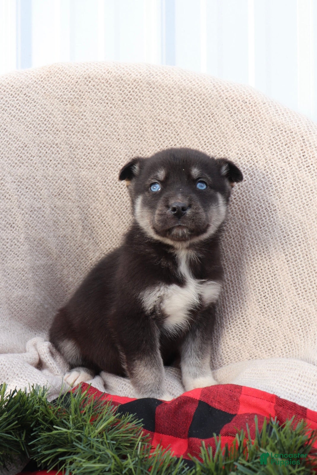 Goberian dogs Gunner - Ad 5