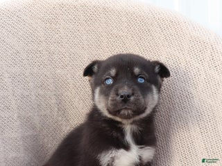 Goberian dogs Gunner - Ad 5