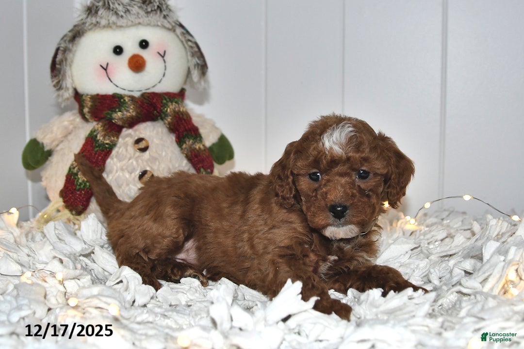 Cavapoo dogs for sale: Callie - Ad 2