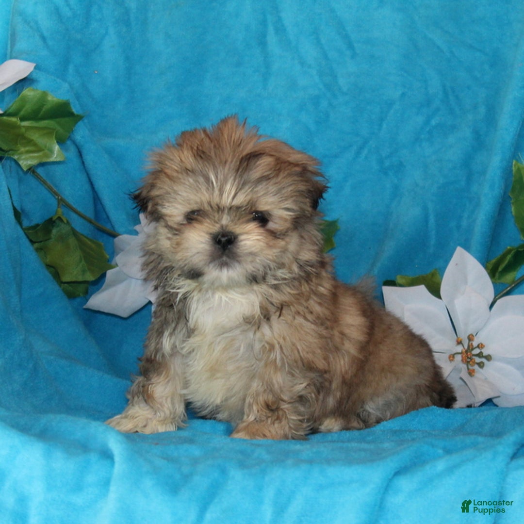 Shih Tzu dogs for sale: Shiloh - Ad 1