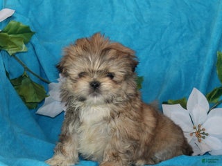 Shih Tzu dogs Shiloh - Ad 35