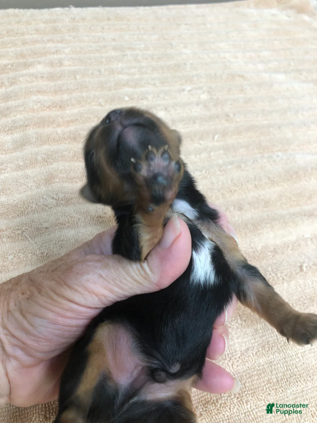 Yorkshire Terrier dogs for sale: Oakley - Ad 2