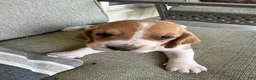Basset Hound dogs for sale:  Puppy 1 - Ad 4