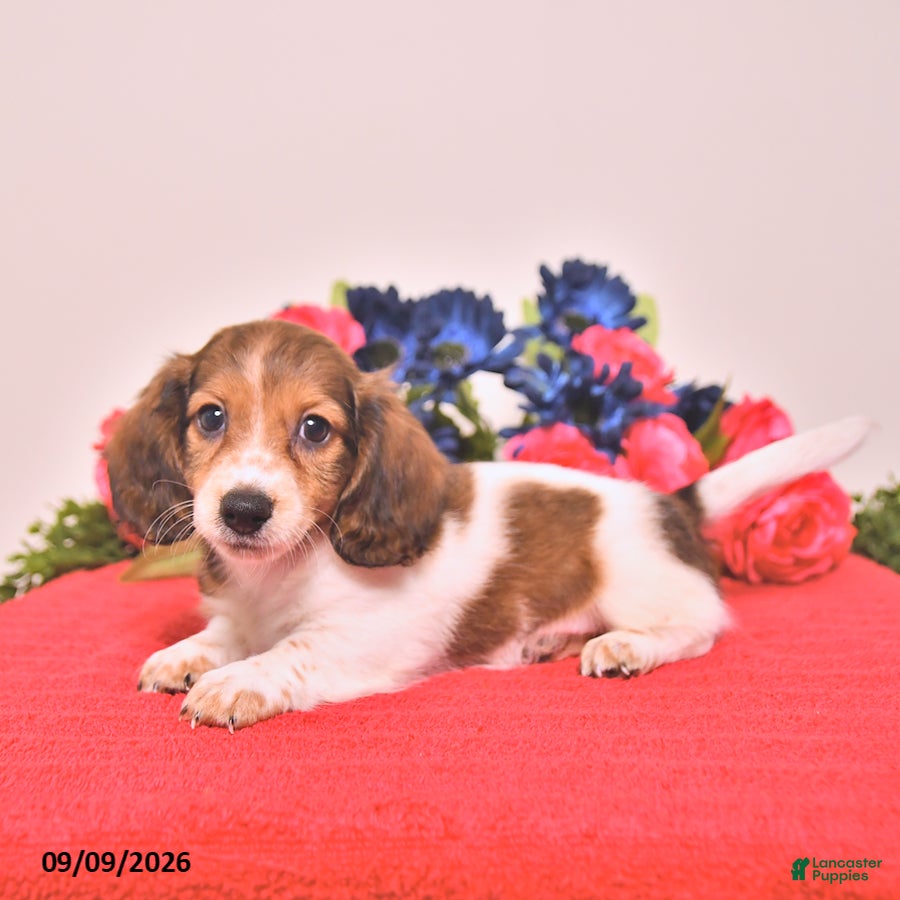 Miniature Dachshund dogs Watson - Ad 2