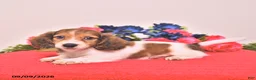 Miniature Dachshund dogs for sale: Watson - Ad 2