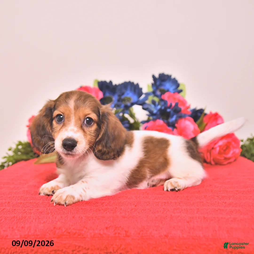 Miniature Dachshund dogs for sale: Watson - Ad 2