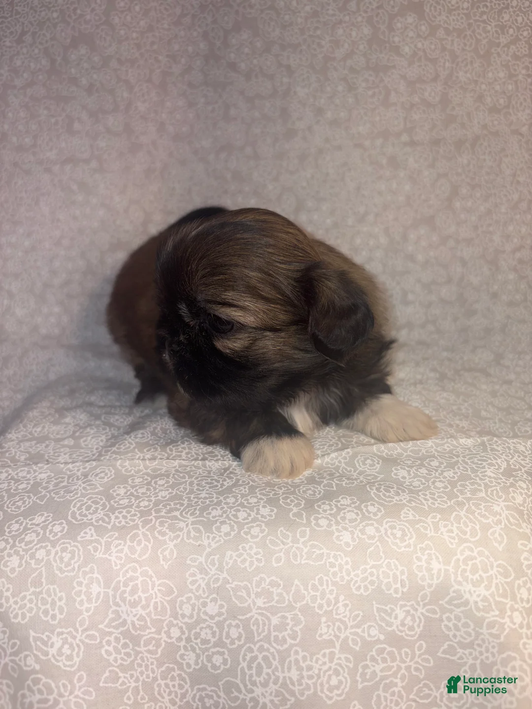 Shih Tzu dogs for sale: Ariel - Ad 3
