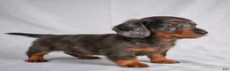 Miniature Dachshund dogs for sale: AKC Cody - Ad 5