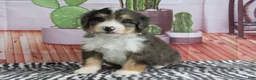 Mini Bernedoodle dogs for sale: Samson - Ad 3