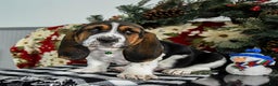 Basset Hound dogs for sale: Freddie - Ad 4