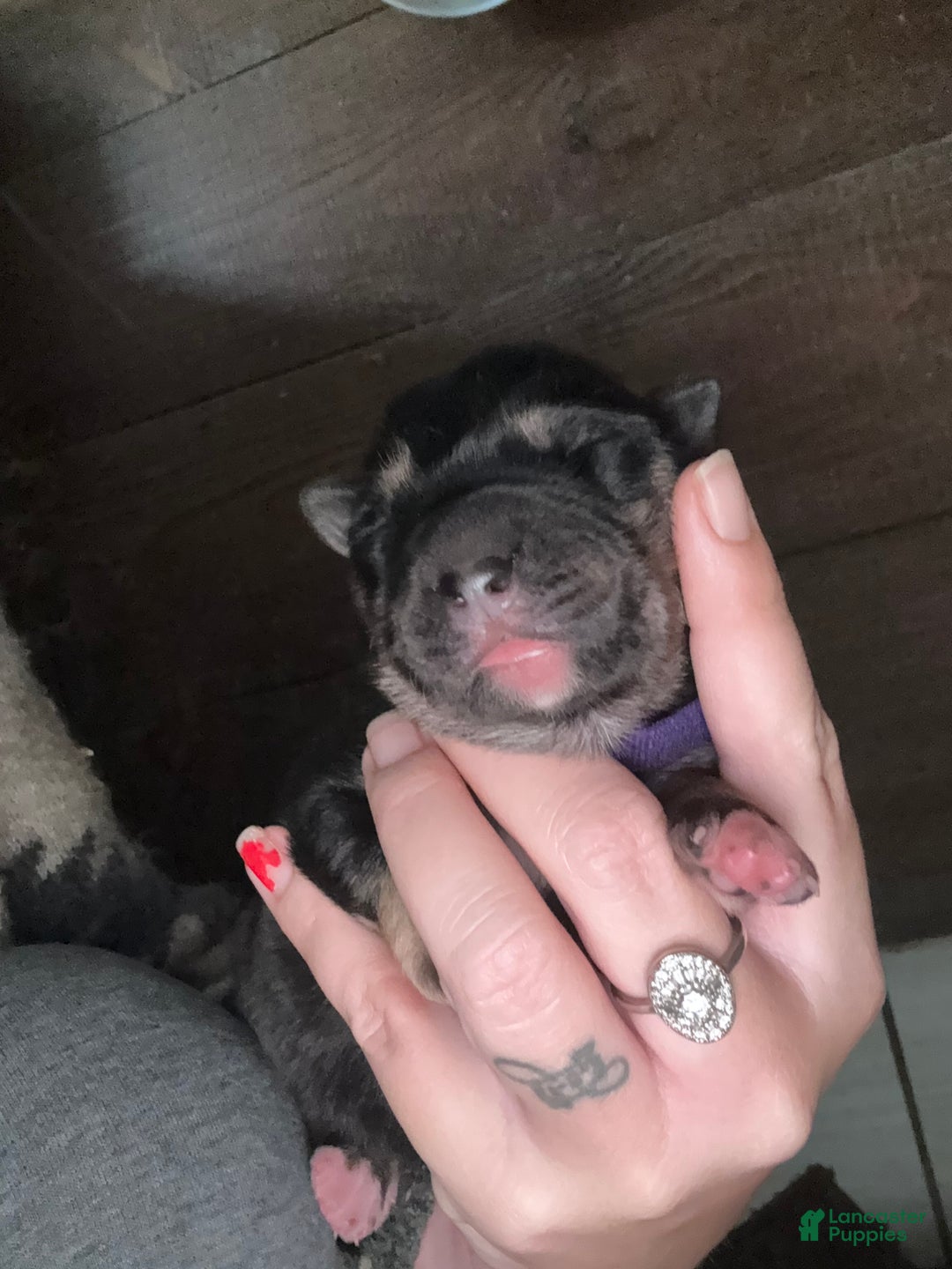 Gerberian Shepsky dogs for sale: Purple - Ad 2