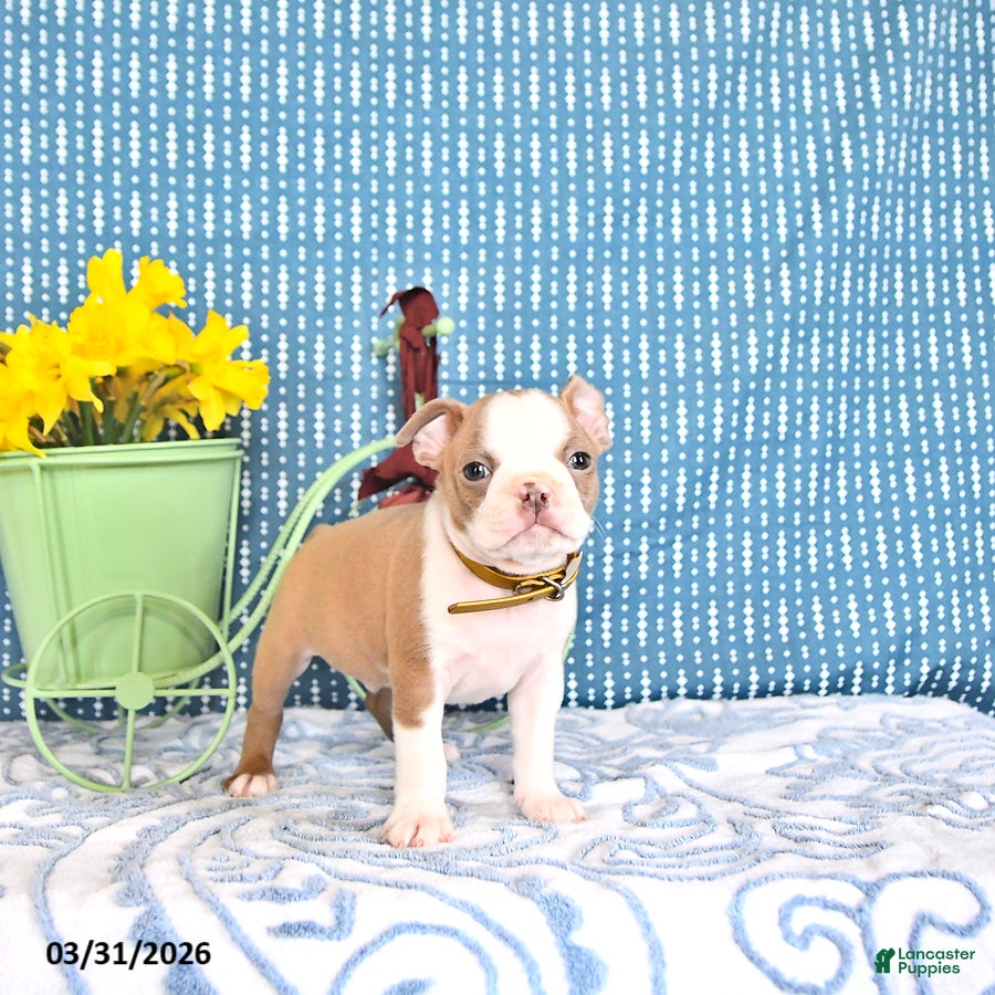 Boston Terrier dogs Poncho - Ad 2