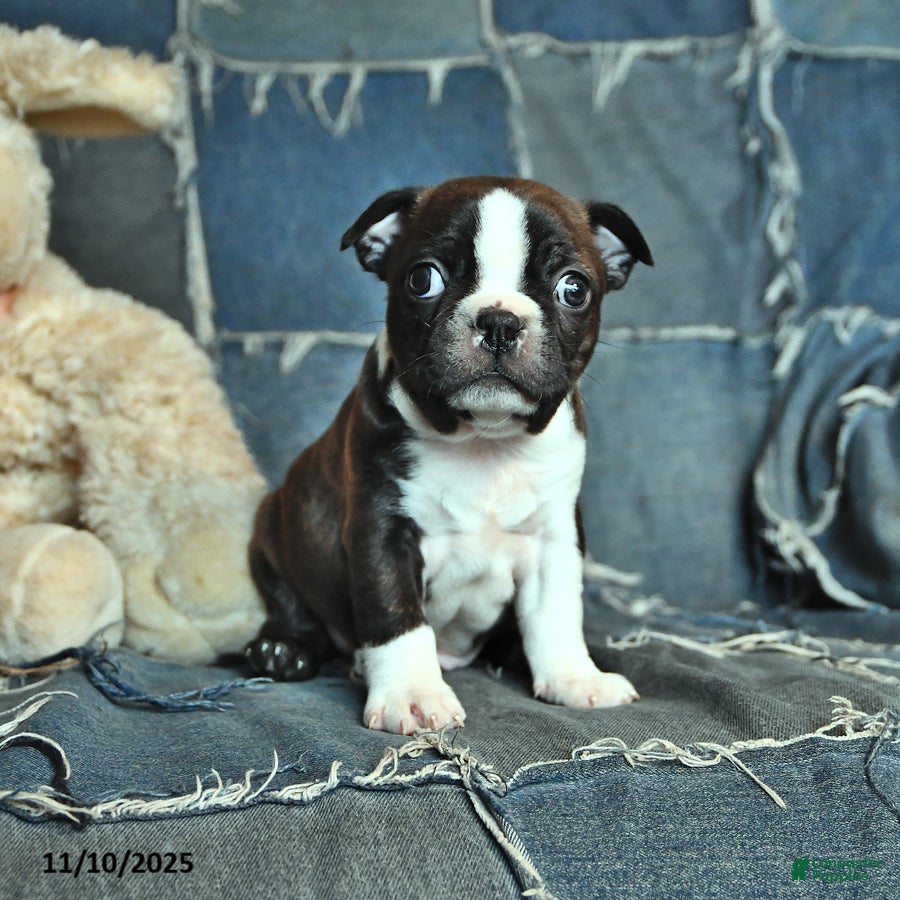 Boston Terrier dogs George - Ad 24