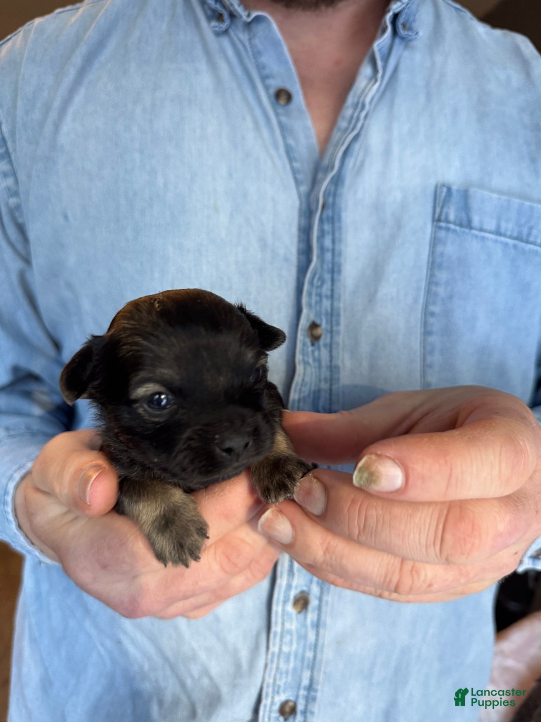 Chihuahua dogs for sale: Blackwood  - Ad 4
