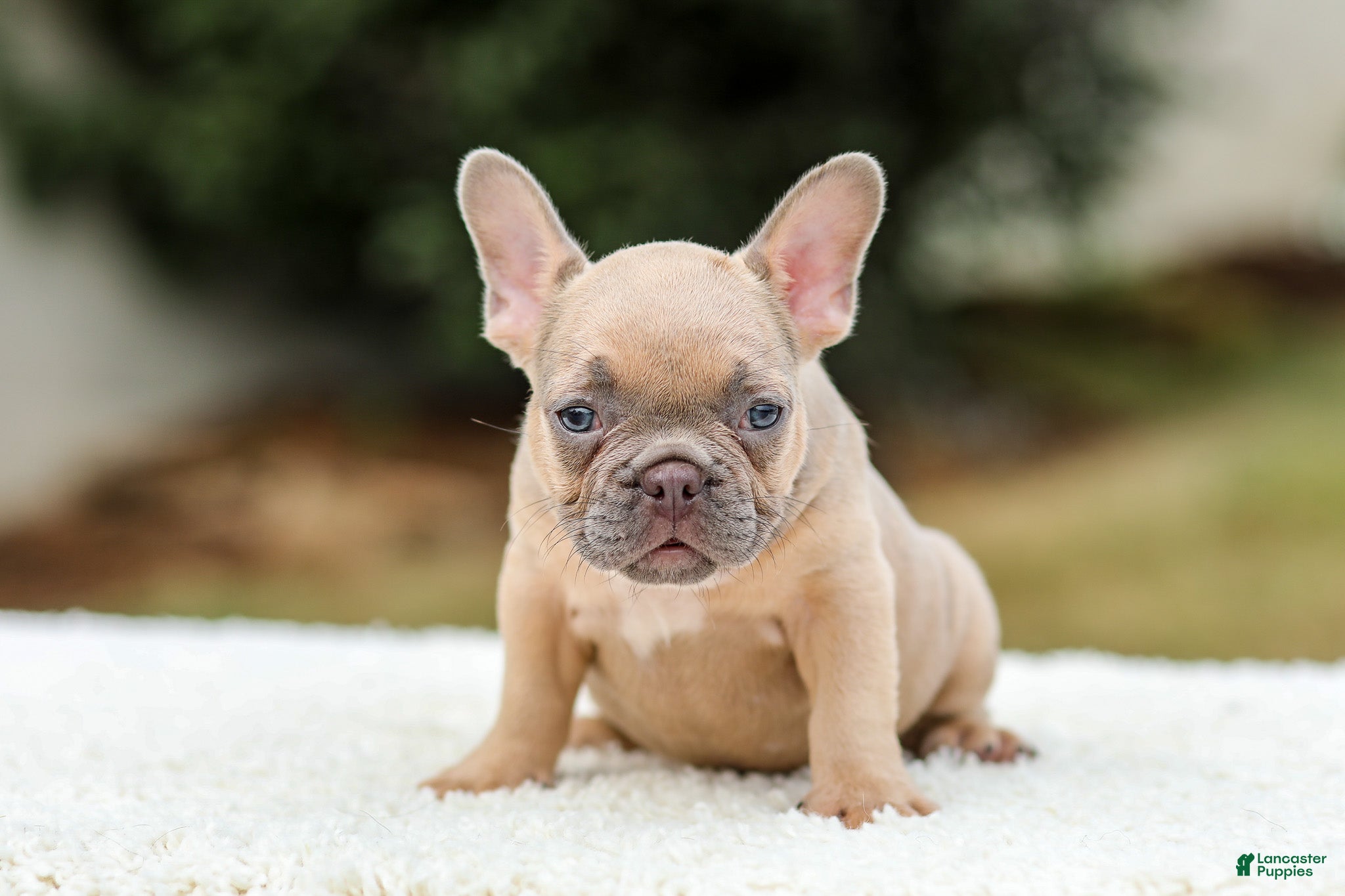 French Bulldog dogs Nash - Ad 2