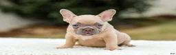 French Bulldog dogs for sale: Nash - Ad 2